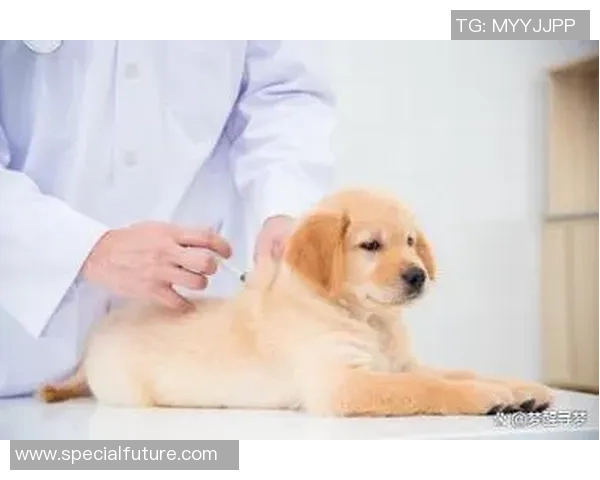 足球场上球星与宠物狗的温馨时刻:他们是如何与爱犬一同征战绿茵的